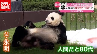 80代”パンダがパパに「最高齢記録更新」（2020年11月23日放送「news