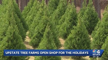Upstate Christmas tree farms open up shop, prepare for high holiday demands