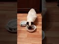 Тайский котик Осман ужинает в свой День рождения! Тайские кошки - это чудо! Funny Cats