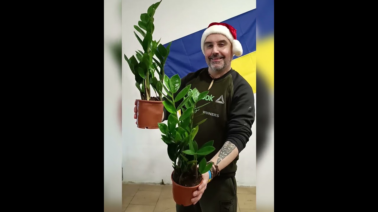 Замиокулькас Долларовое дерево, цена 265 гривен! Бронь в  вайбер 0996782355