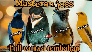 MASTERAN JOSS FULL VARIASI TEMBAKAN cungkok, cucak jenggot, tengkek buto, kenari