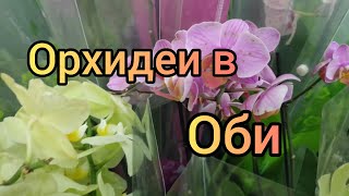 09.10.21.обзор ОРХИДЕЙ и не только  в Оби Мега Парнас.