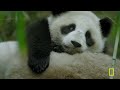 Rare Wildlife of China’s Mountains (Full Episode) | The Hidden Kingdoms of China | Nat Geo Animals