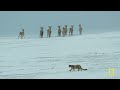 Rare Wildlife of China’s Mountains (Full Episode) | The Hidden Kingdoms of China | Nat Geo Animals