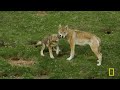 Rare Wildlife of China’s Mountains (Full Episode) | The Hidden Kingdoms of China | Nat Geo Animals