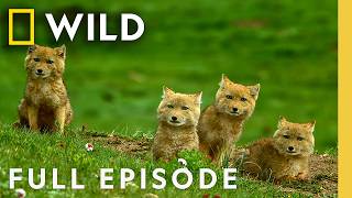 Famous Rare Wildlife of China’s Mountains (Full Episode) | The Hidden Kingdoms of China | Nat Geo Animals Profile