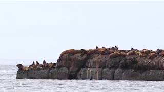 Steller sea lions in Nevelsk / Сивучи в Невельске 2019