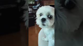 Molly won’t stop BARKING! 🐶
