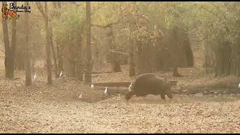 Tiger Vs Wild boar - Complete Episode