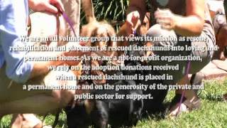 Florida Dachshund rescue video