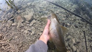 Pescando Trucha Común en un embalse precioso, todas GIGANTES!!!!! Hasta de 3 Kg