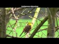 Goldammer mit Gesang - Yellowhammer singing (1080p HD)