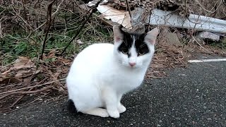 雨上がりの猫の溜まり場に行ってみた