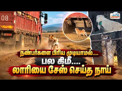 நண்பர்களை பிரிய முடியாமல்....பல கிமீ....லாரியை சேஸ் செய்த நாய்