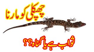 Chipkali(Lizard) Marna Sawab Hai Ya Gunah | Chipkali Aur Girgut Ko Marne Ky Bare Mein Kia Hukam Hai