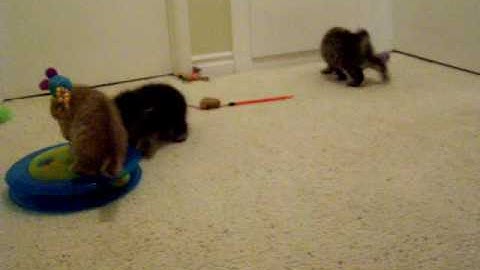 Watch the video about American bobtail kittens playing again!