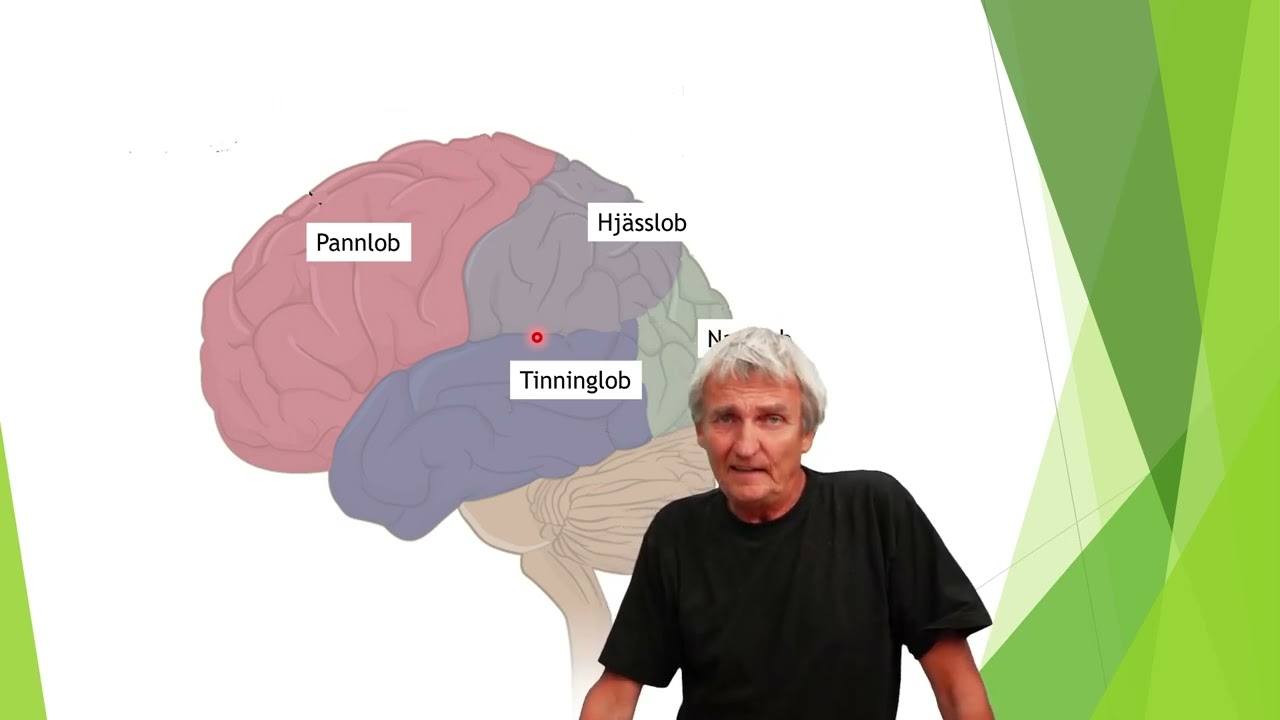 hjärnans delar