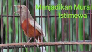 Masteran murai batu dahsyat istimewa, pilihan para juri profesional, berjeda, mp3 wa.0817291105