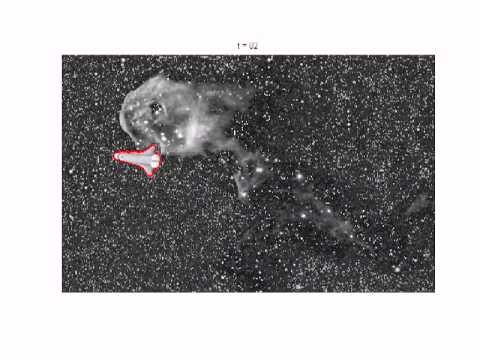 CPSC525: Object Tracking in Video Using Particle Filtering and Symmetry