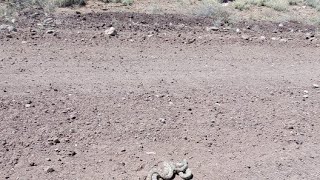 one snake bites another