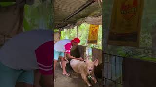 Animals injection syring. pig injection syringe 9745979898 #syringe