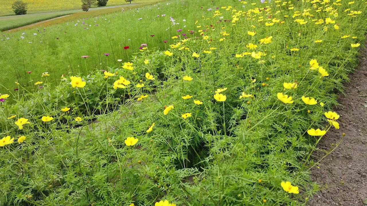 特派員ニース 遠軽町 太陽の丘コスモス園４分咲き Youtube