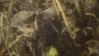 Planting a chayote|| kupanda macucu