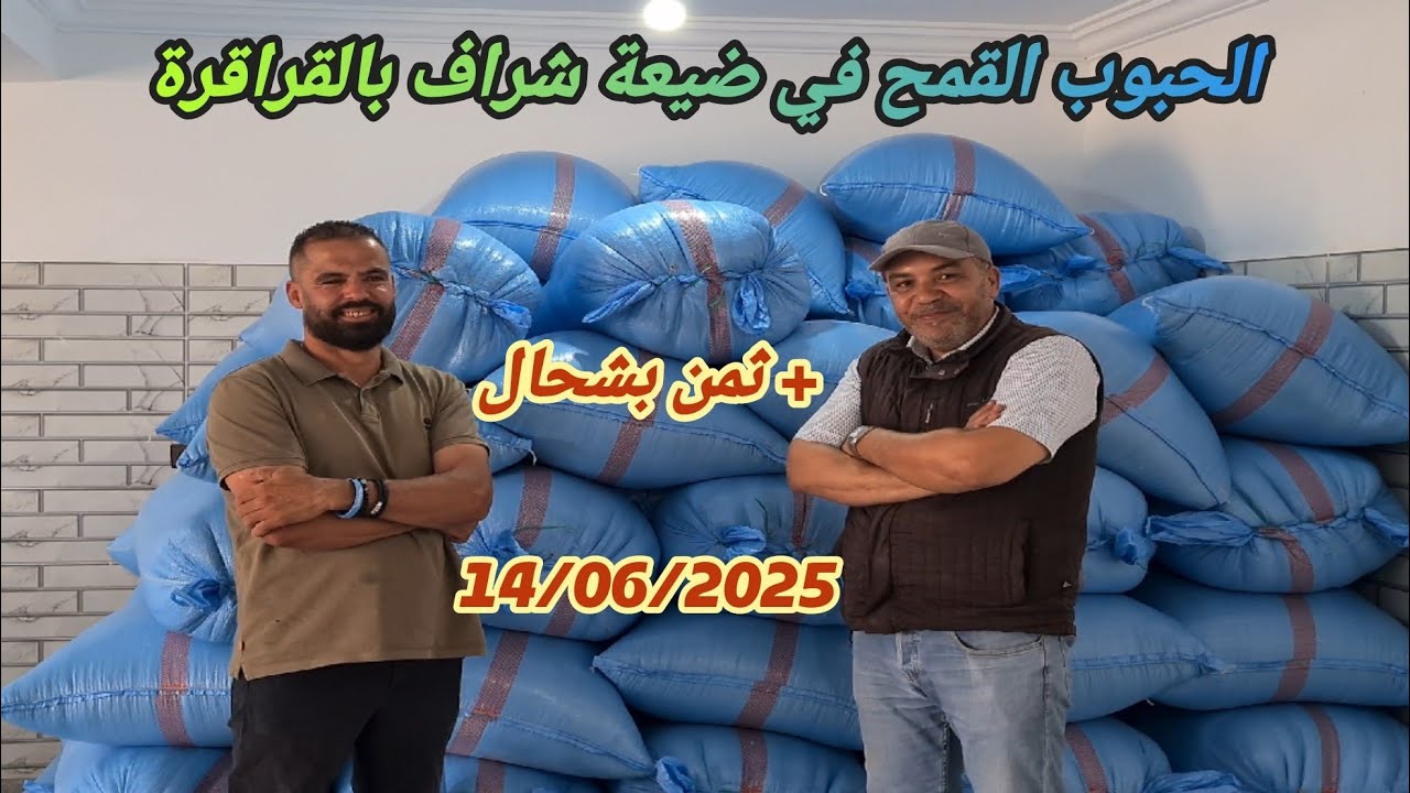 انتاج الحبوب القمح في ضيعة سي محمد شراف بالقراقرة مع دكر الثمن بتاريخ 14/06/2025