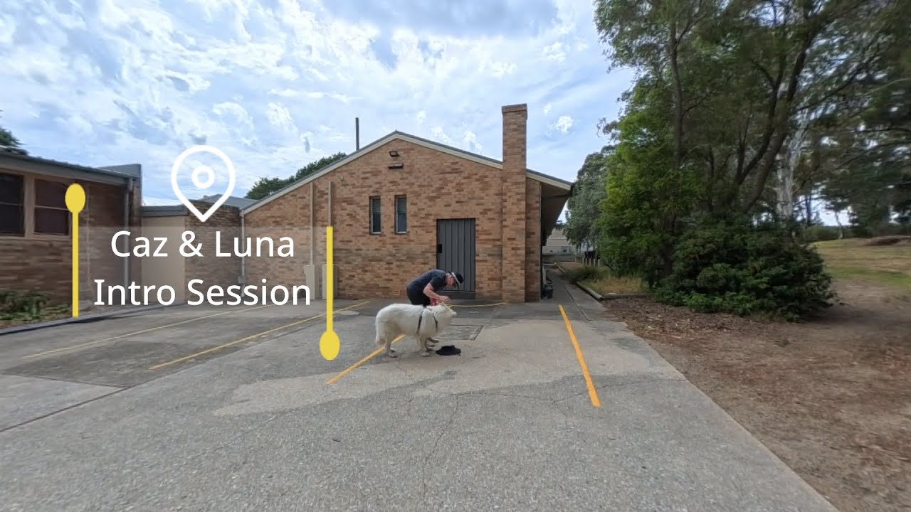 Mantrailing Intro for Swiss Shepherds | Caz & Luna at Marulan Public School