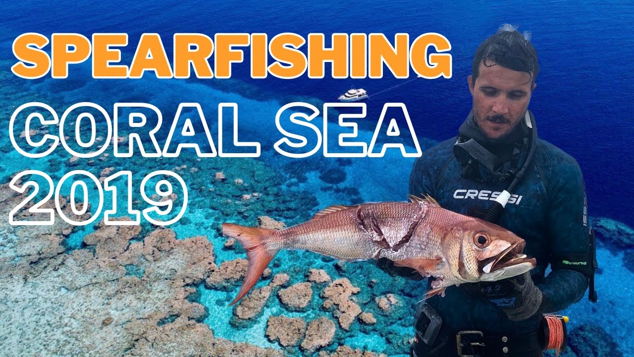 Spearfishing coral sea 2019 YouTube