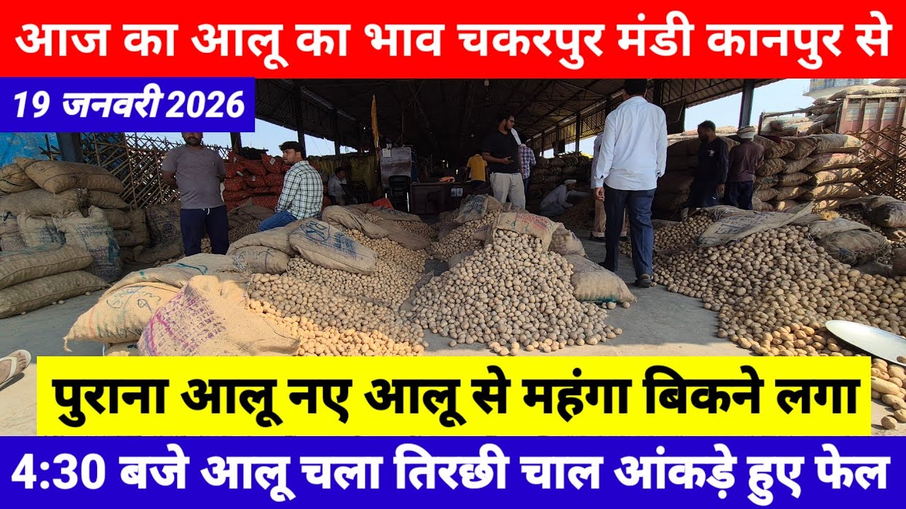 19 जनवरी 2026 // आज का आलू का भाव चकरपुर मंडी कानपुर से 
