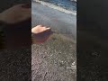 شيلاك في نن عيني
