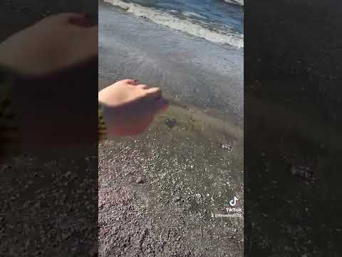 شيلاك في نن عيني