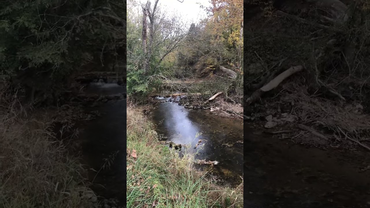 Sounds from the Creek 