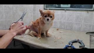 How to groom a Long haired Chihuahua, Grooming transformation video,#3 3/4' blade & scissor cut body