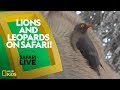 Animal Behavior and Ecosystem Roles