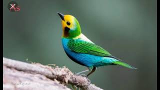 Bird Sound Morning Alarm Tone screenshot 5