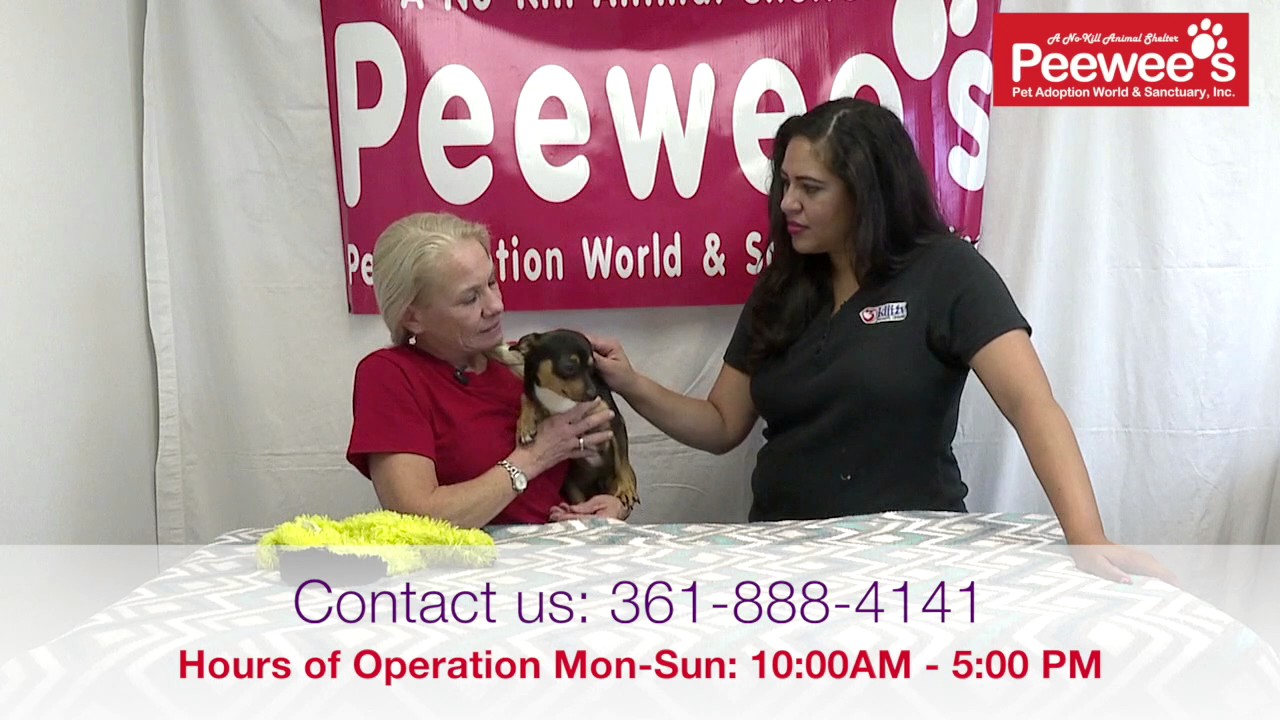 servientrega Peewee's Pet Adoption - Paws for Pets - Titan