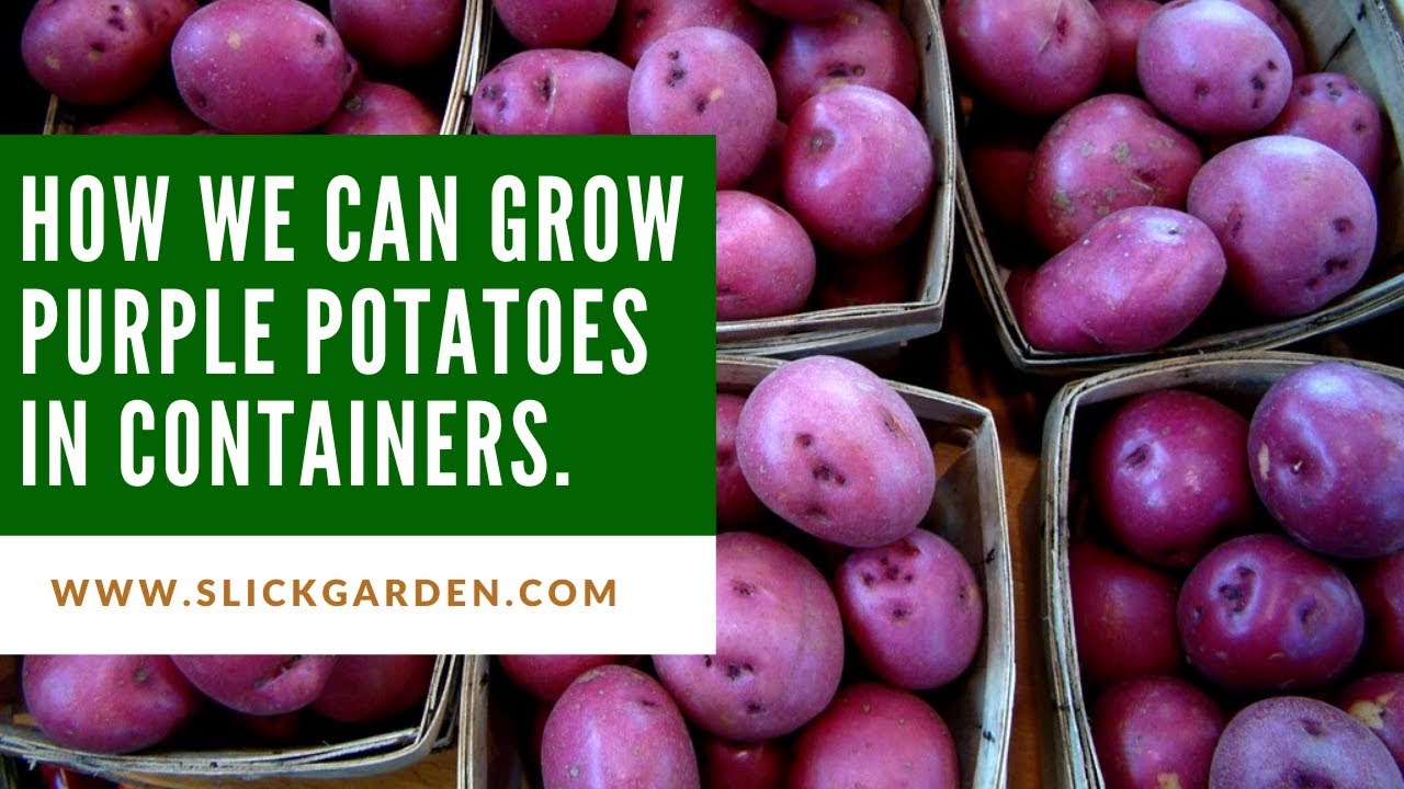 How To Grow Purple Potatoes In Containers YouTube