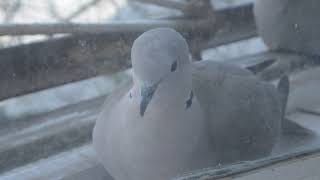 Горлицы зашли в гости. Collared doves.