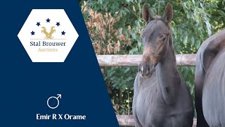 Emir R X Orame stallion