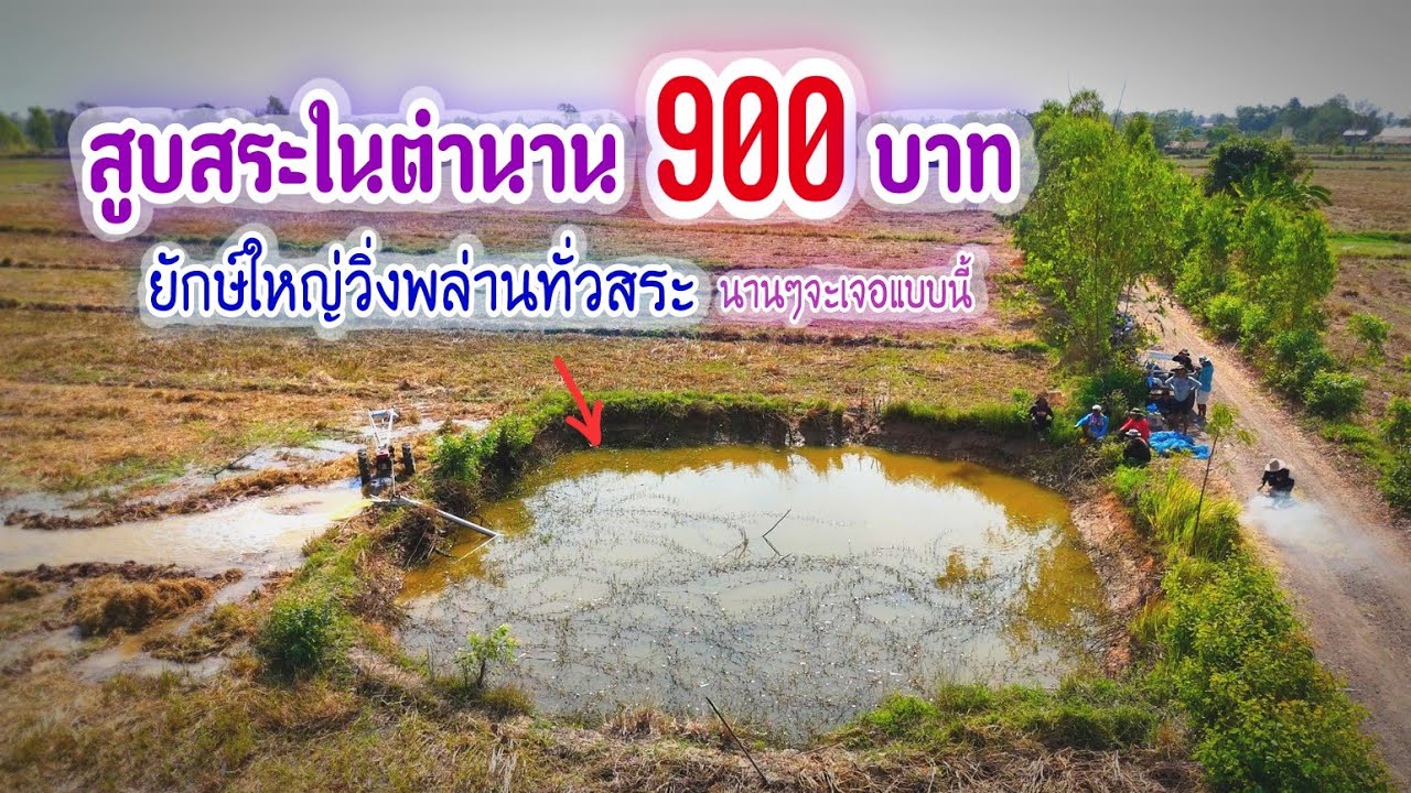 สูบสระทีเด็ดในตำนานโซนหนองกาบนานๆจะมีมาให้ดูราคา 900฿ ปลาช่อนยักษ์วิ่งพล่านทั่วสระ
