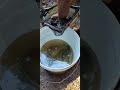 compra de peixes para o lago
