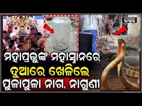 ମହାପ୍ରଭୁଙ୍କ ମହାସ୍ନାନରେ, ଦୁଆରେ ଖେଳିଲେ ପୁଳାପୁଳା ନାଗ, ନାଗୁଣୀ...ଭୟରେ ପରିବାର ଲୋକେ