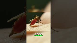Mosquitoes: The Deadliest Creature &amp; Disease Prevention