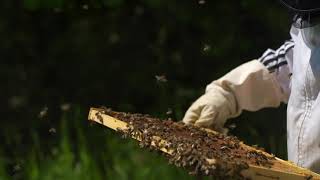 Bee HD Stock Video | Free stock footage | Free HD Videos - No Copyright | Free Stock Videos