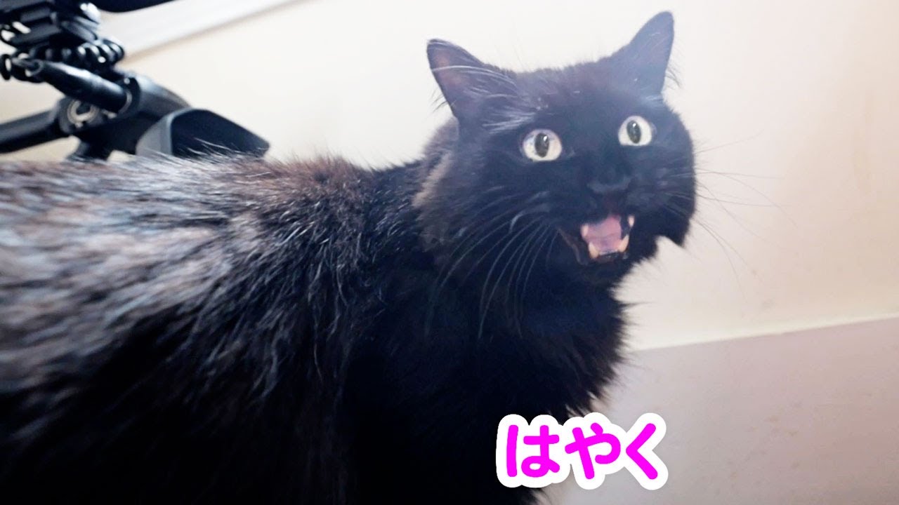 Talking Cat] My cat, Shio-chan, urges humans on by saying 