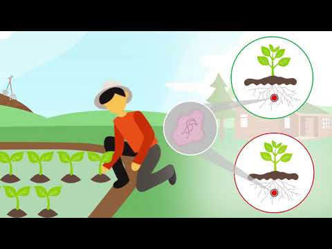 Видео: Ургамал хадгалах аргууд - Цэцэрлэгт ургамлыг хадгалах, хэрэглэх зөвлөмж