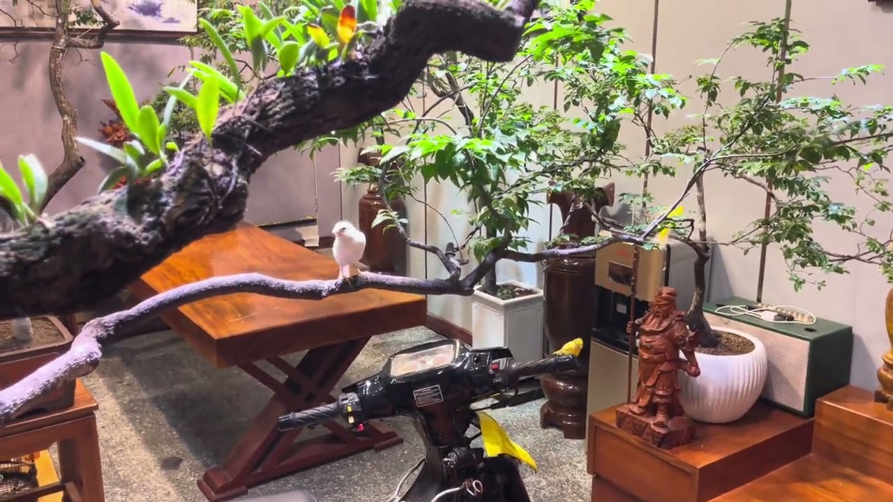 Muội Hồng không gian trục tỷ