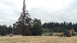 Tree removal on southbound Interstate 5 in Vancouver, WA
